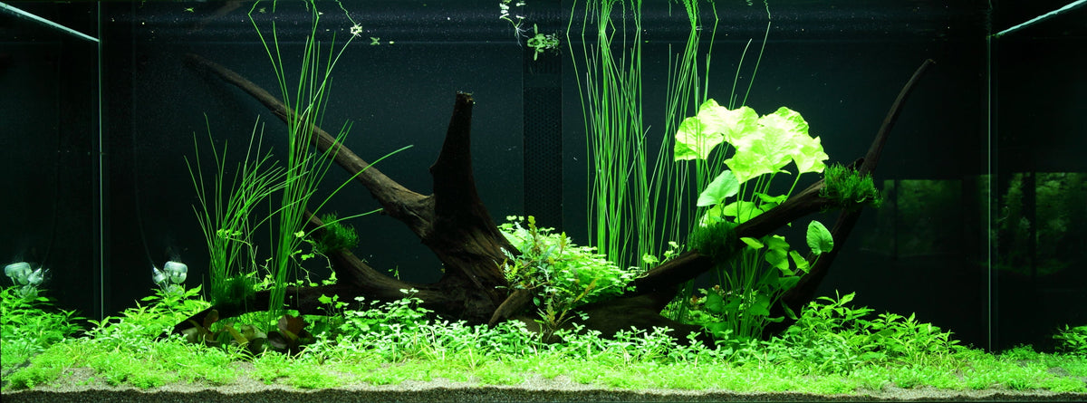Layout 97 (300 L)