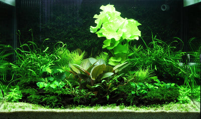 Layout 98 (100 L)