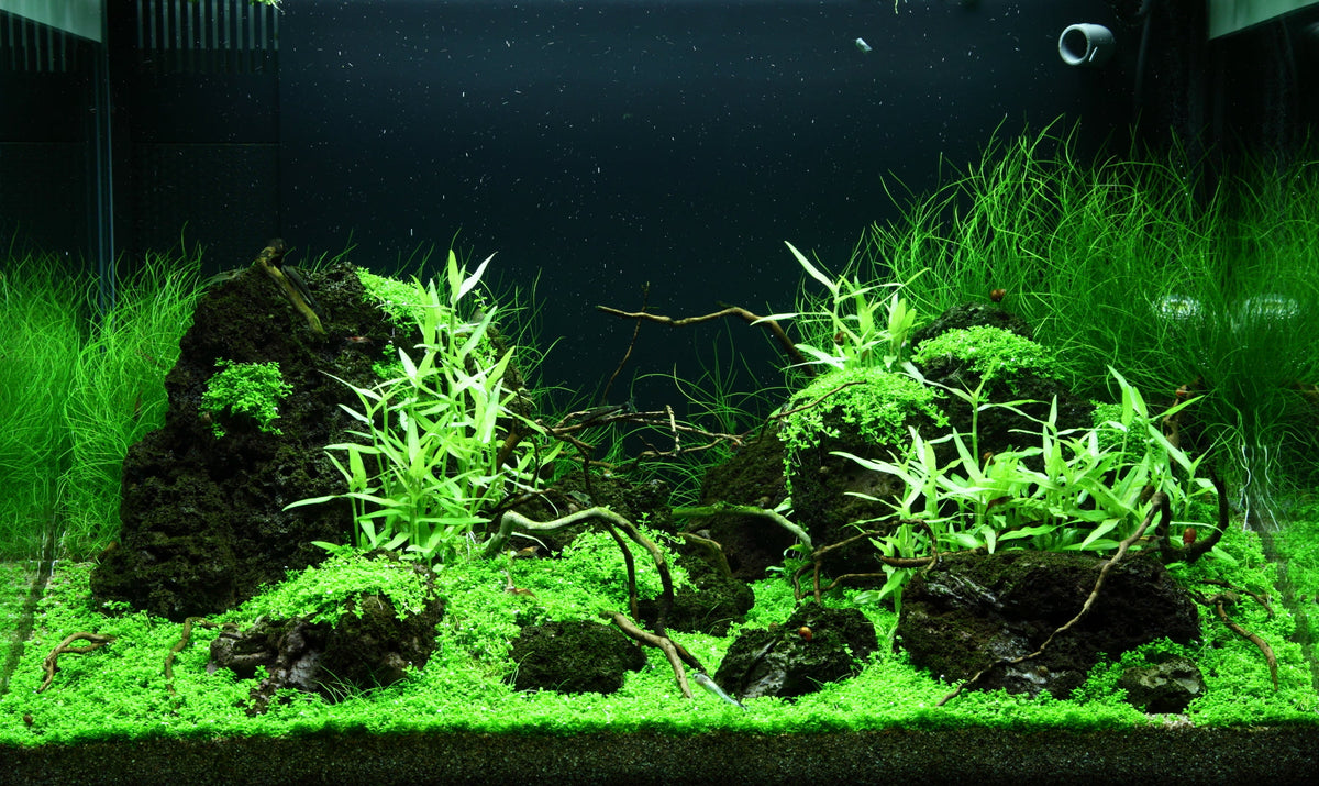 Layout 99 (100 L)