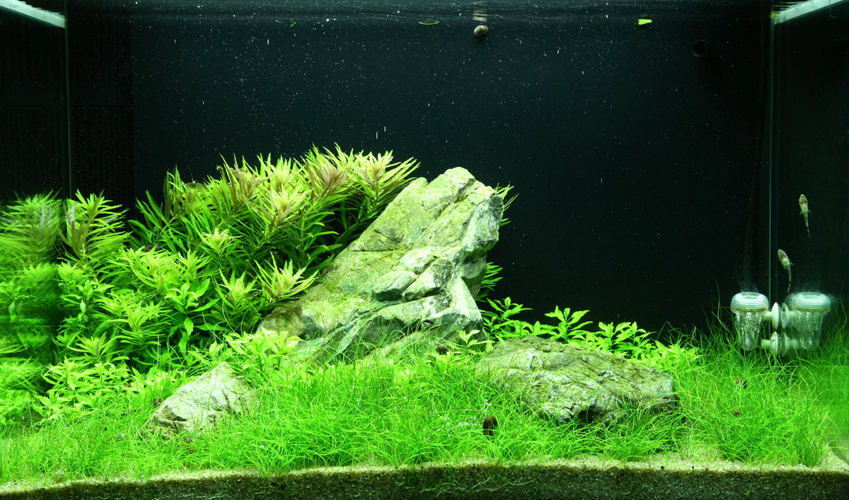 Layout 100 (100 L)