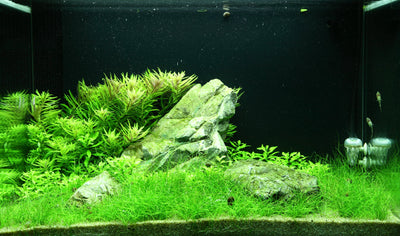 Layout 100 (100 L)