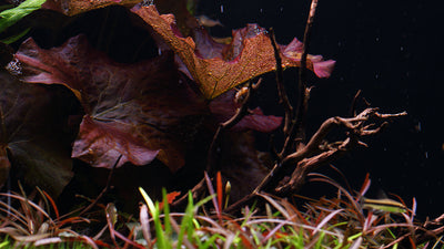 Layout 110 (250 L)