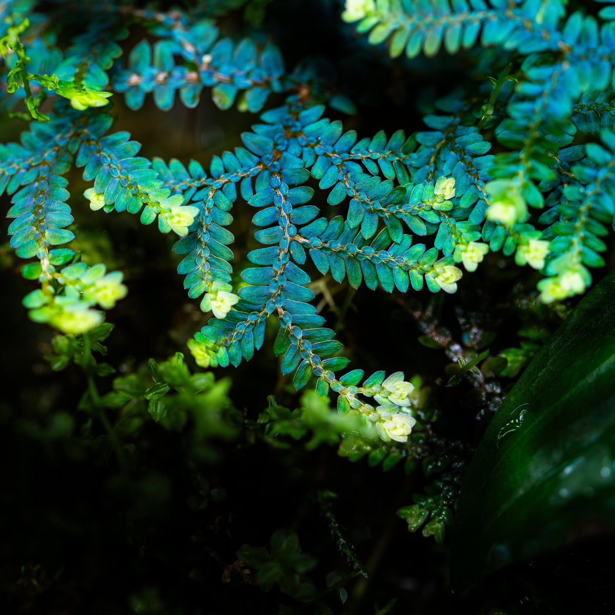 Selaginella uncinata