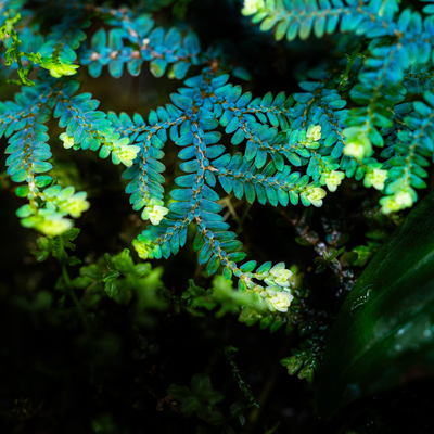 Selaginella uncinata