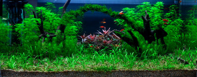 Layout 8 (225 L)