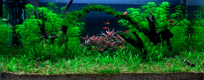 Layout 8 (225 L)