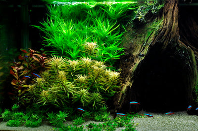 Layout 10 (325 L)