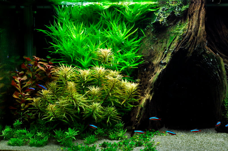 Layout 10 (325 L)