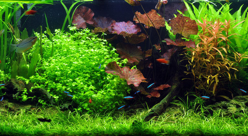 Layout 18 (297 L)