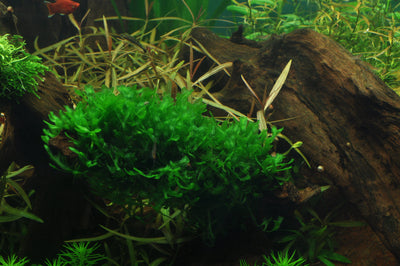 Layout 38 (225 L)