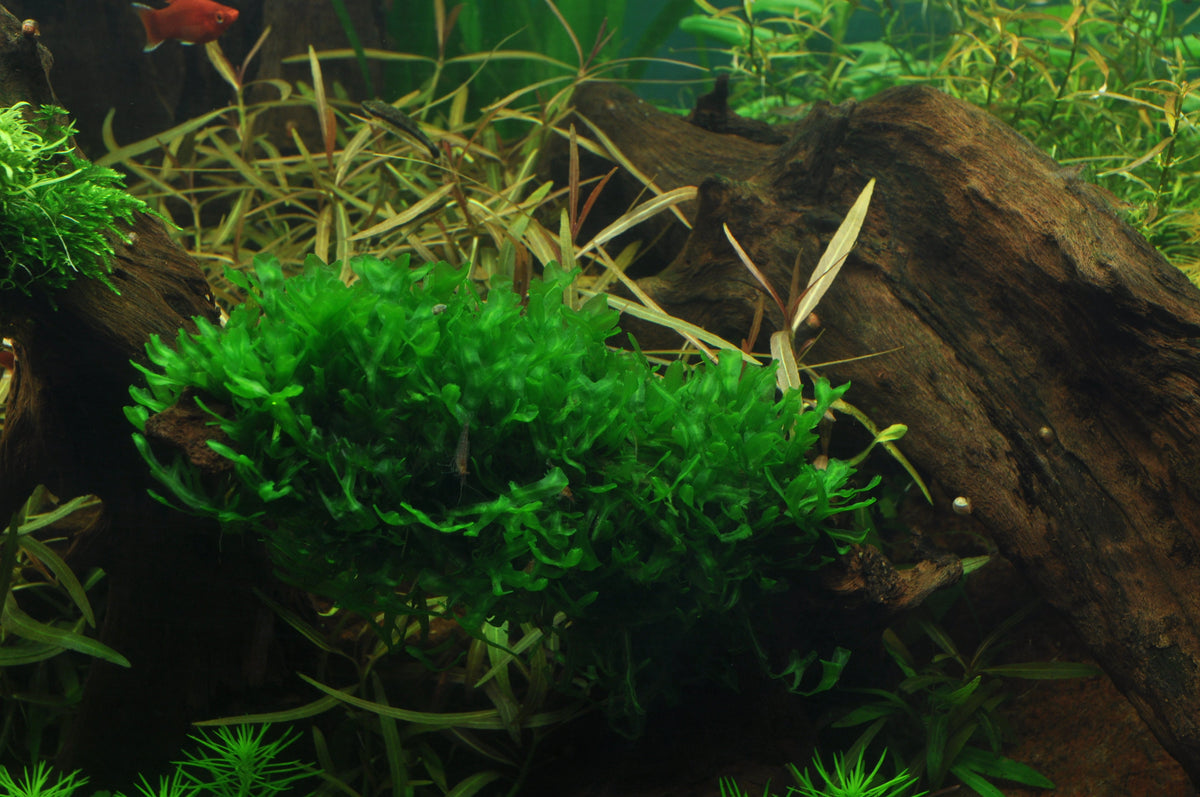 Layout 38 (225 L)