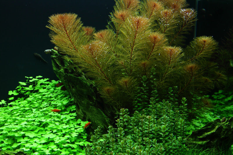Layout 49 (100 L)