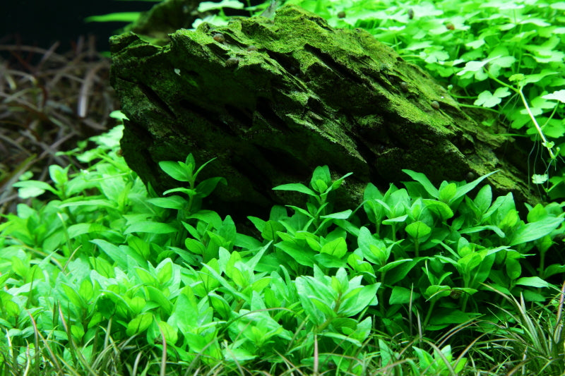 Layout 50 (300 L)