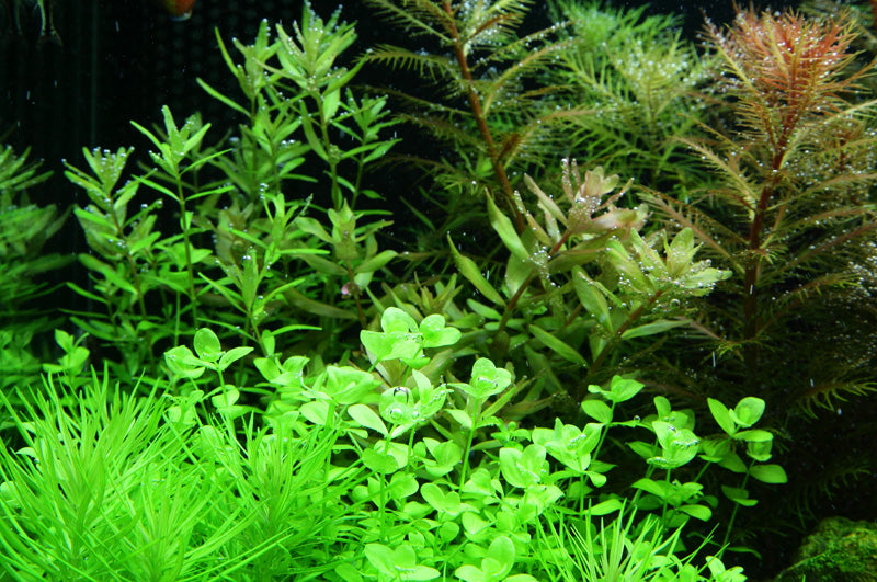 Layout 51 (100 L)