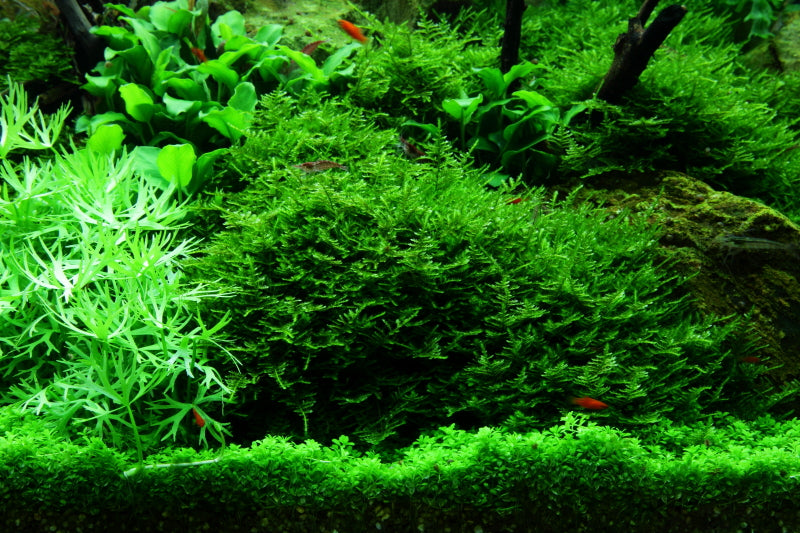 Layout 52 (300 L)