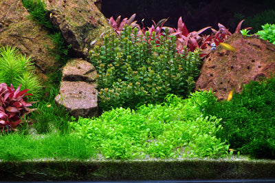 Layout 54 (270 L)