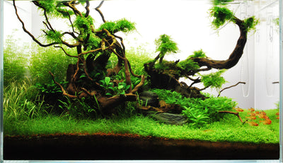 Layout 71 (60 L)