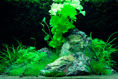 Layout 74 (100 L)