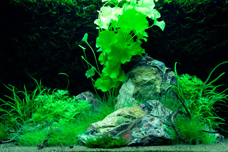 Layout 74 (100 L)