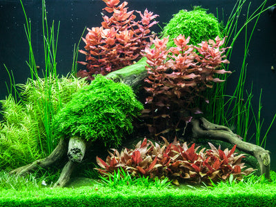 Layout 75 (100 L)
