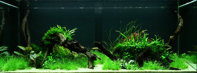 Layout 95 (300 L)