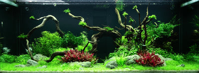 Layout 96 (300 L)