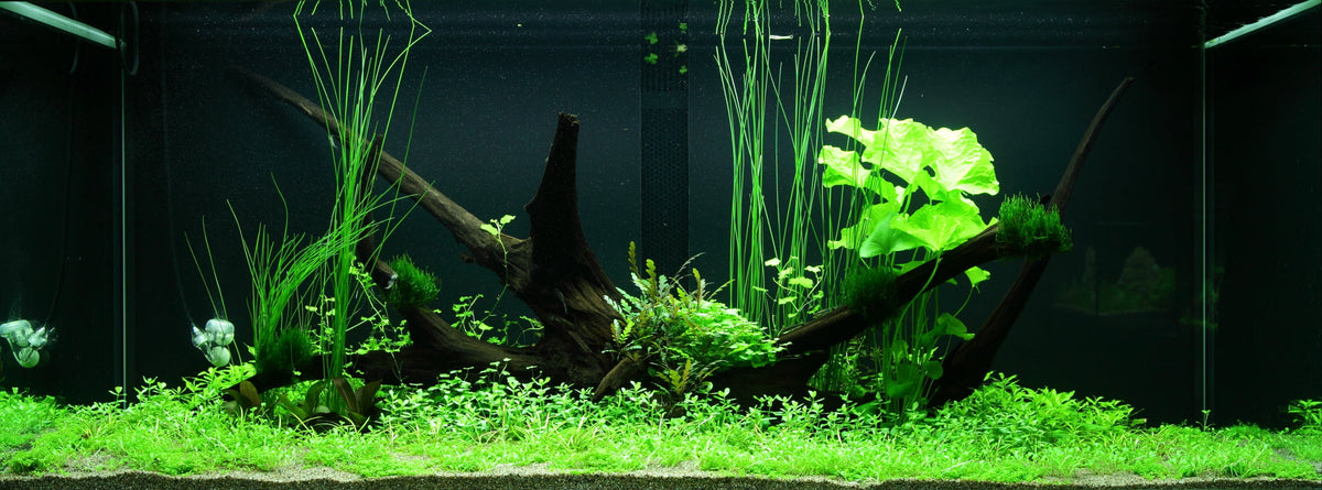 Layout 97 (300 L)
