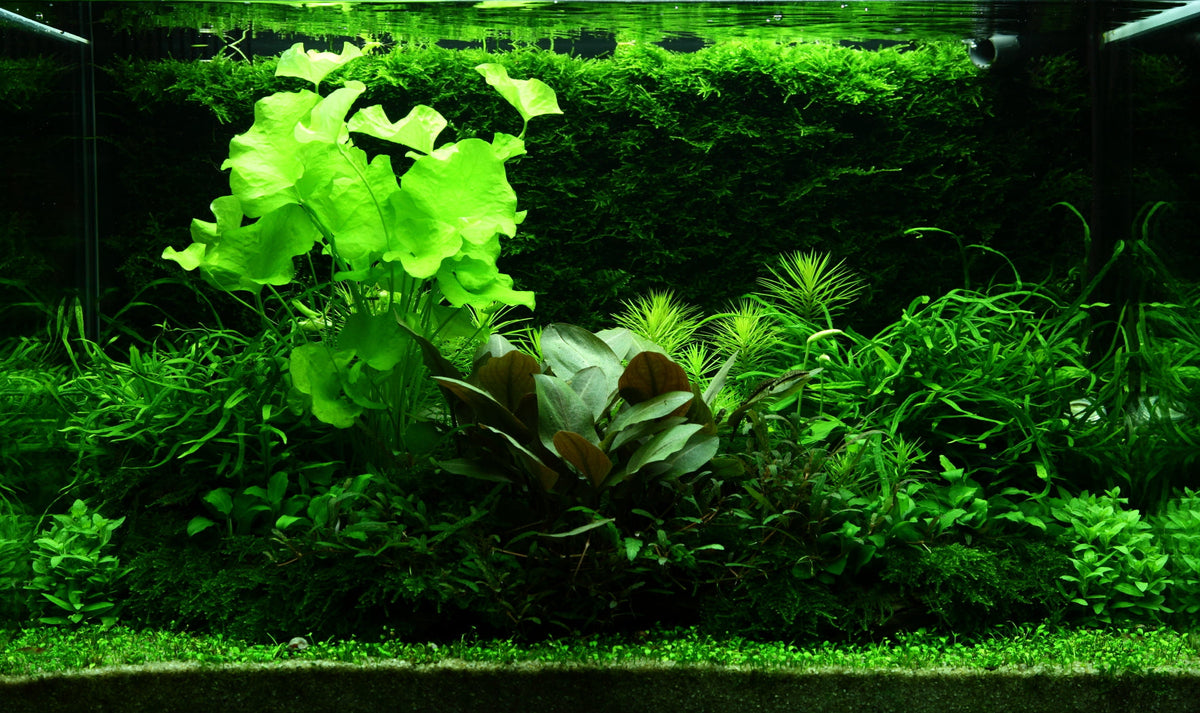 Layout 98 (100 L)