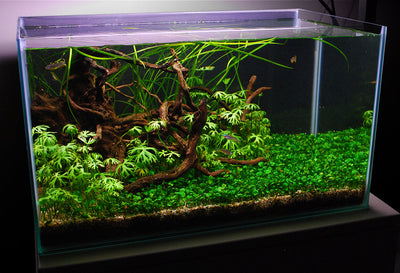 Layout 103 (28 L)
