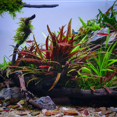 Layout 120 (70 L)