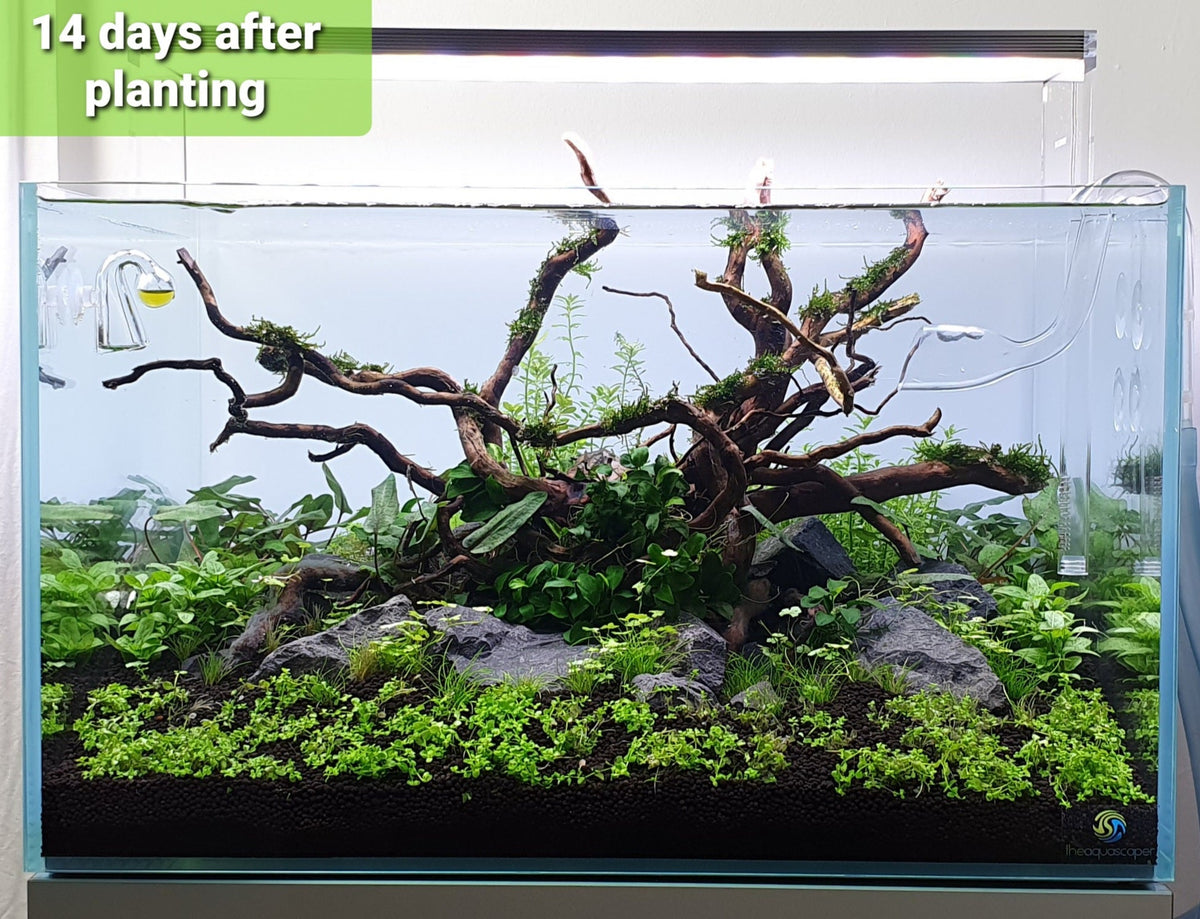 Layout 122 (110 L)