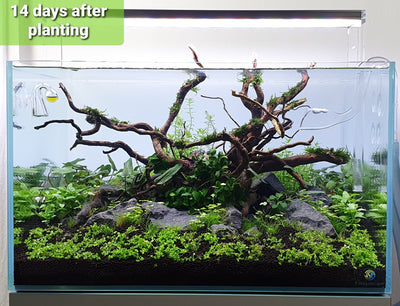 Layout 122 (110 L)