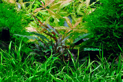 Layout 2 (128 L)