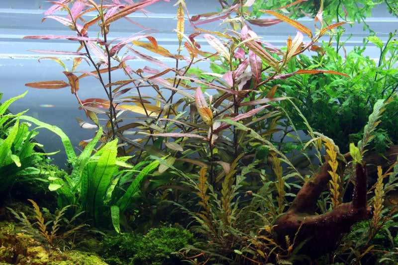 Layout 7 (270 L)