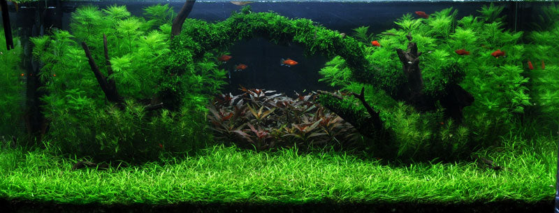 Layout 8 (225 L)