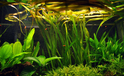Layout 16 (128 L)