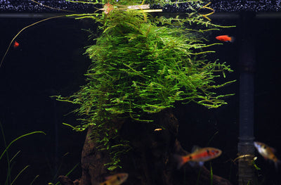 Layout 17 (128 L)