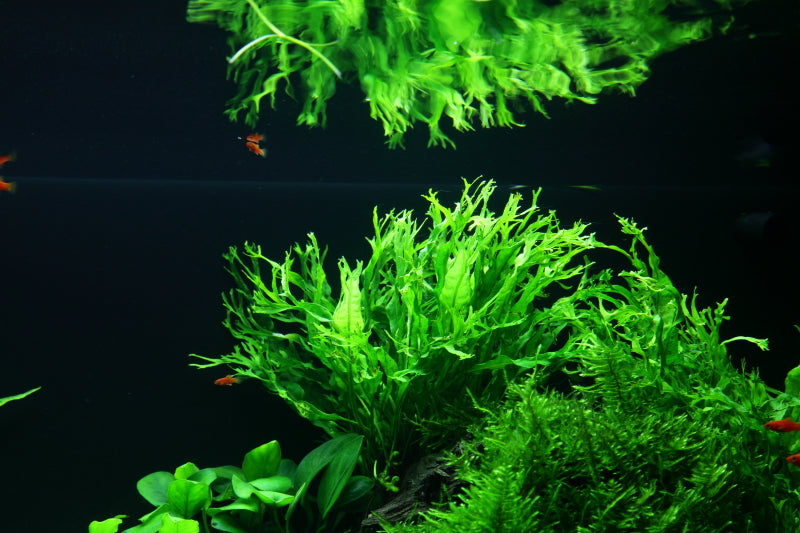 Layout 47 (100 L)