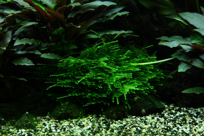 Layout 48 (300 L)