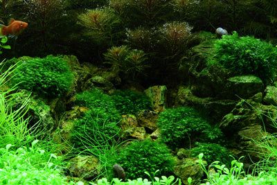 Layout 51 (100 L)