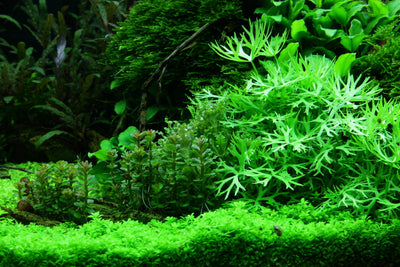 Layout 52 (300 L)