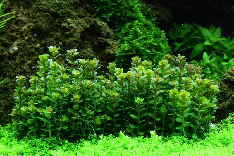 Layout 53 (225 L)