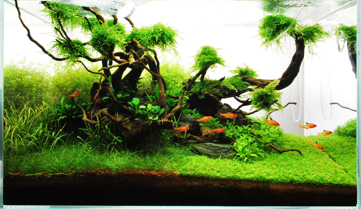 Layout 71 (60 L)