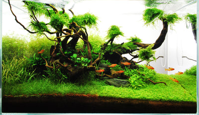 Layout 71 (60 L)