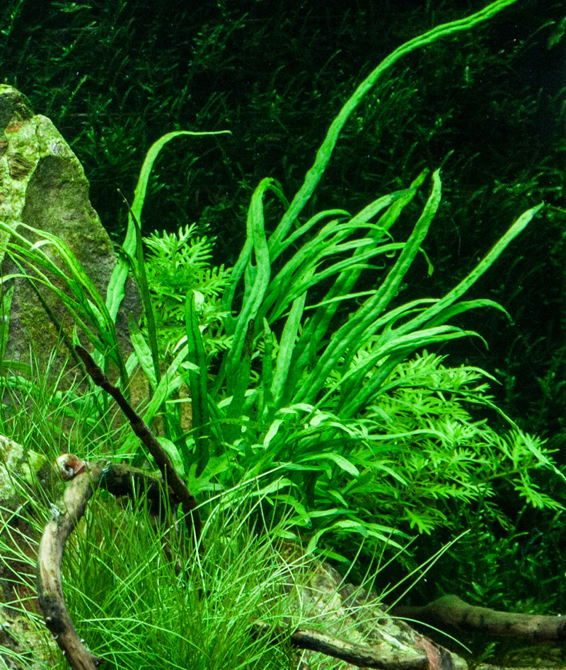 Layout 74 (100 L)