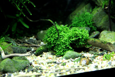 Layout 83 (100 L)