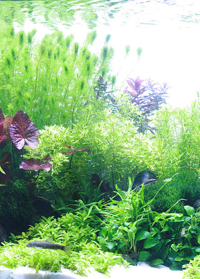 Layout 84 (250 L)