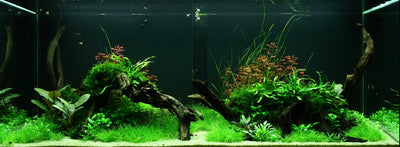 Layout 95 (300 L)