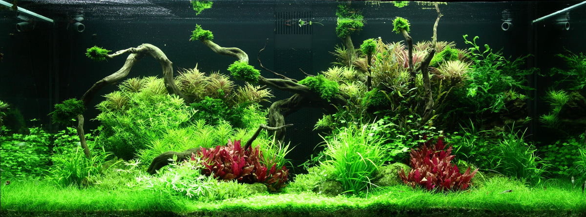 Layout 96 (300 L)