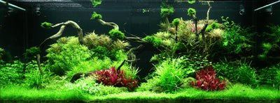 Layout 96 (300 L)